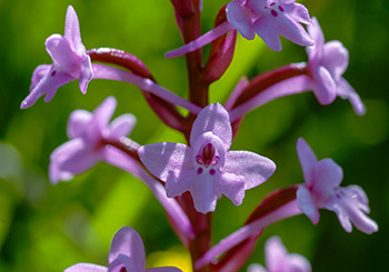 Orchis quadripunctata