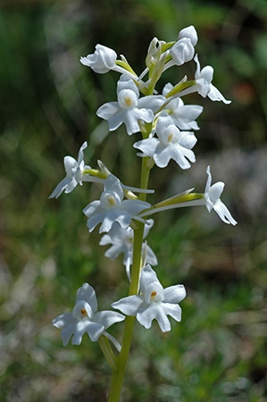 orchis quadripunctata albiflora