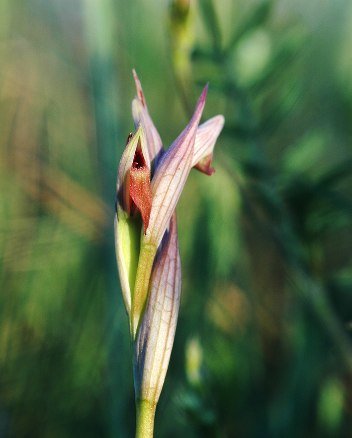 serapias parviflora 2