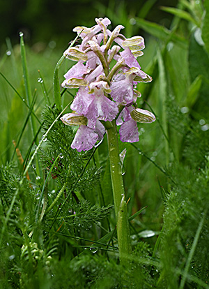 anacamptis morio