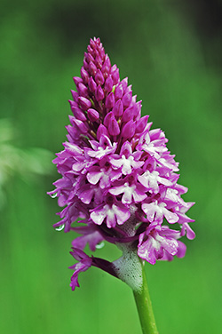 anacamptis pyramidalis