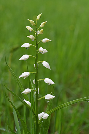 cephalanthera longifolia