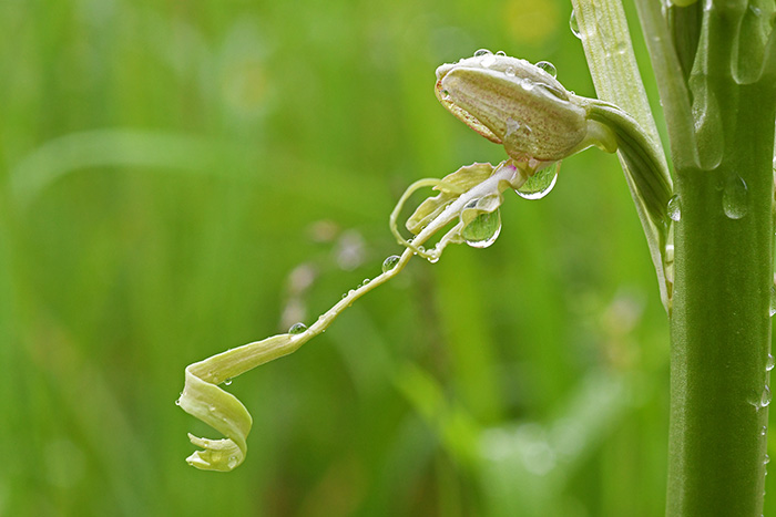 himantoglossum hircinum