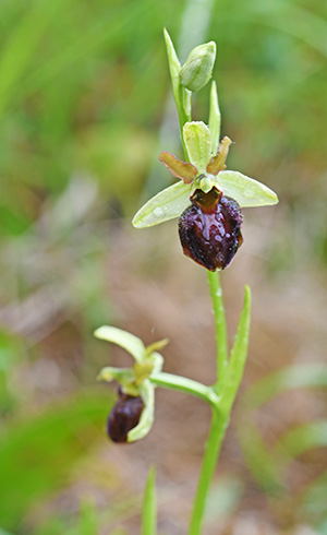 ophrys sphegodes