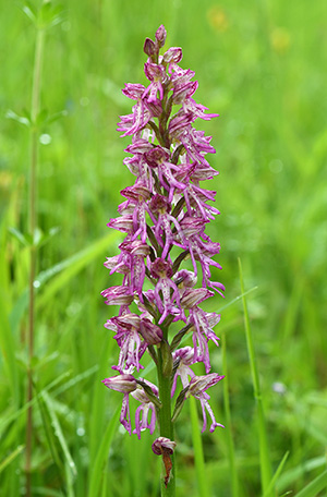 orchis anthropophora militaris