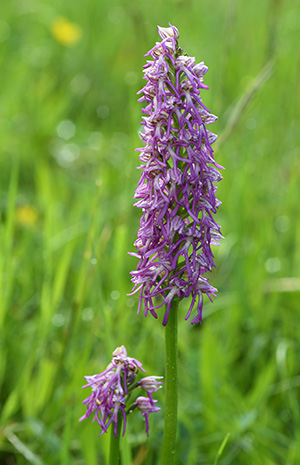 Orchis anthropophora x simia