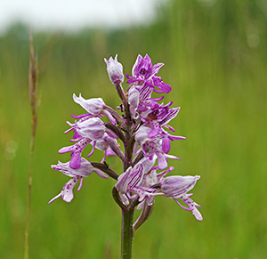 orchis militaris