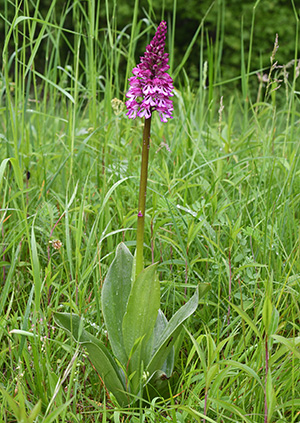 Orchis militaris x purpurea