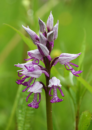 orchis militaris simia