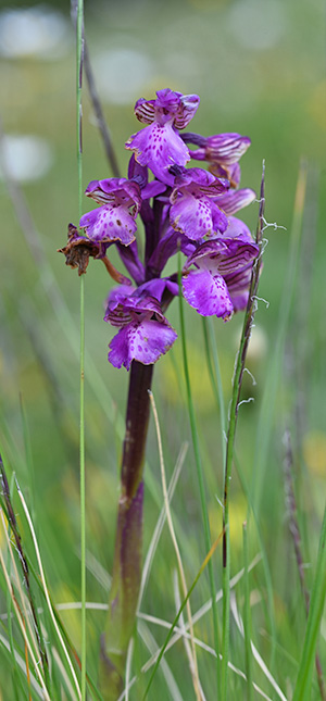 anacamptis morio