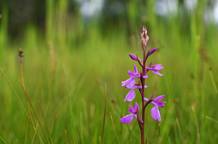 anacamptis palustris 