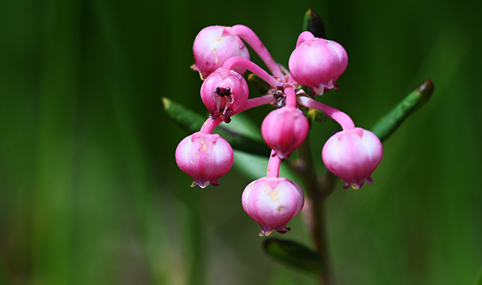 andromeda polifolia