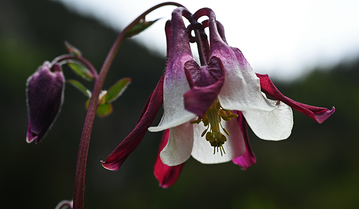 aquilegia