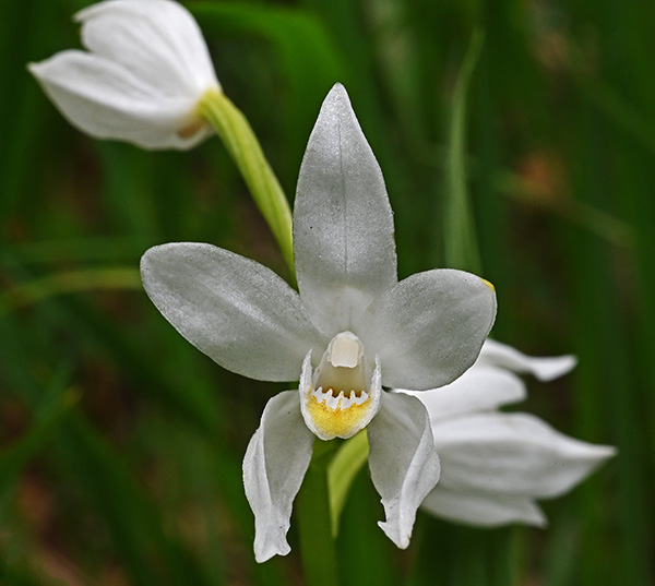 cephalanthera longifolia 2