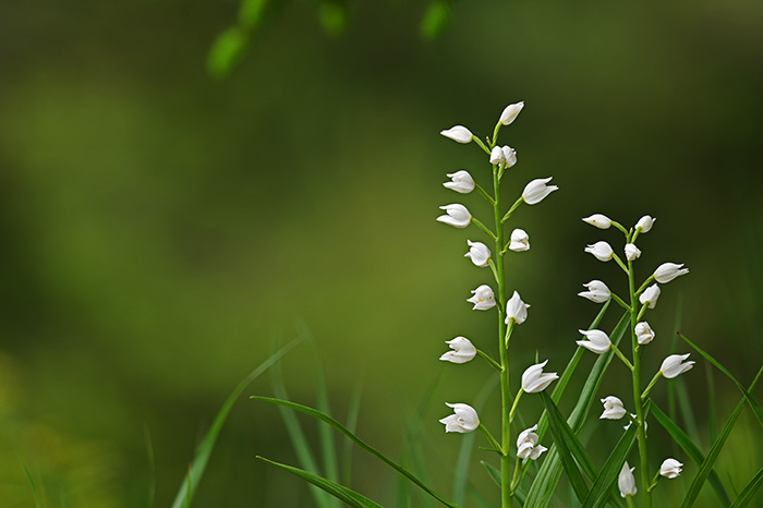 cephalanthera longifolia 3