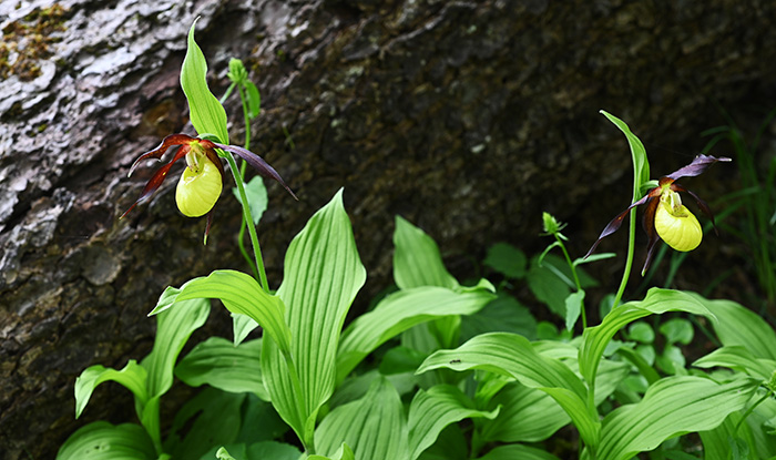 cypripedium calceolus