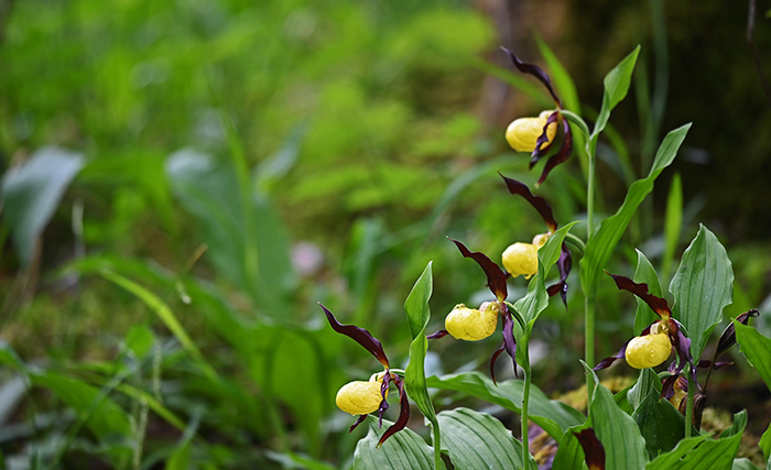 cypripedium calceolus 3