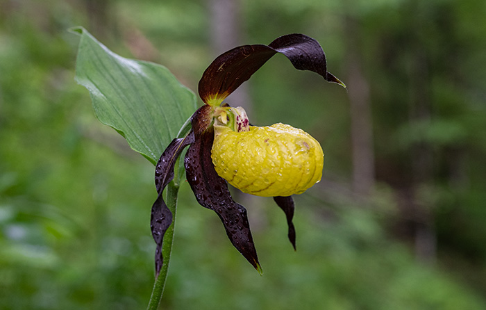 cypripedium calceolus 5