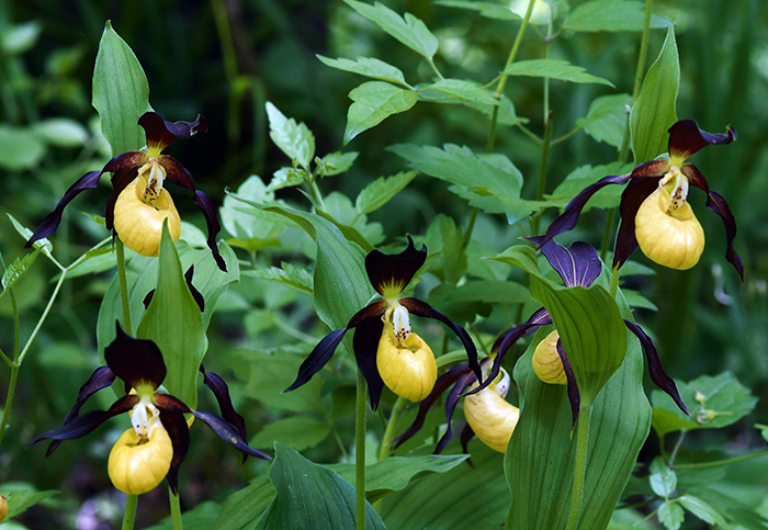 cypripedium calceolus 6