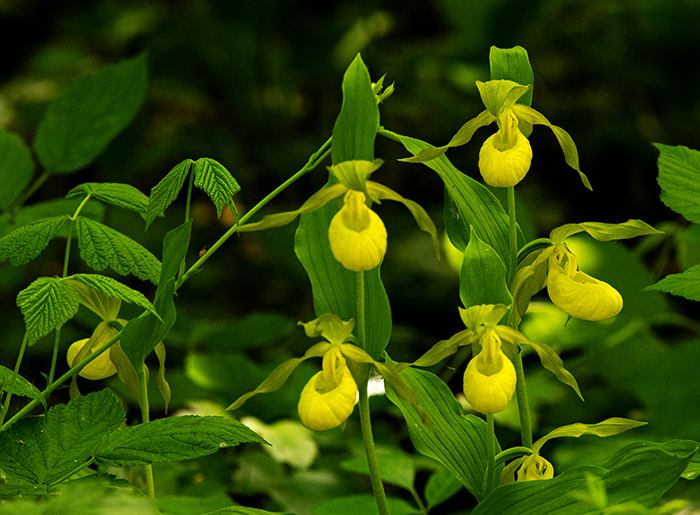 cypripedium calceolus