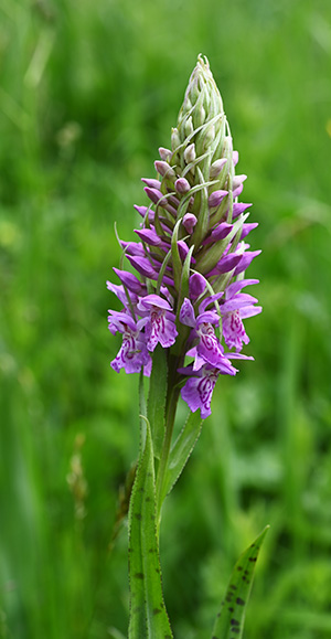 d fuchsii incarnata 1