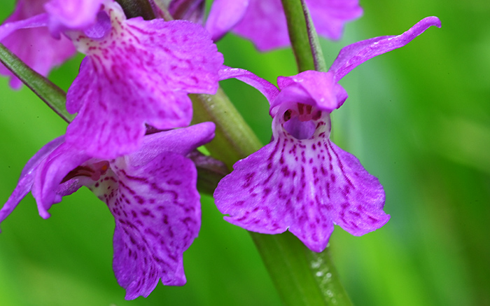 d fuchsii incarnata 3