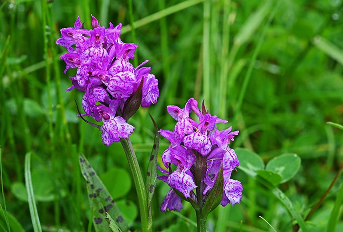 Dactylorhiza fuchsii x majalis