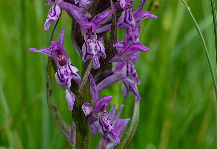 Dactylorhiza fuchsii x majalis