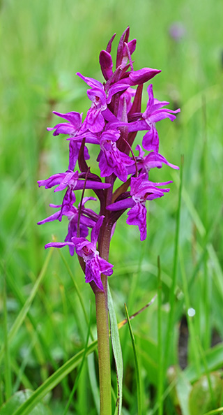 Dactylorhiza fuchsii x traunsteineri