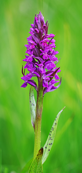 Dactylorhiza incarnata x majalis