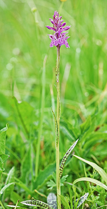 dactylorhiza fuchsii 1