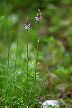 dactylorhiza fuchsii 2