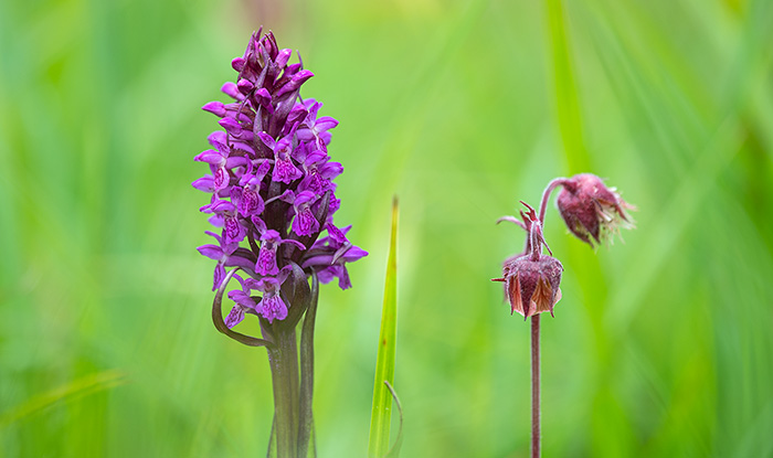 dactylorhiza incarnata3