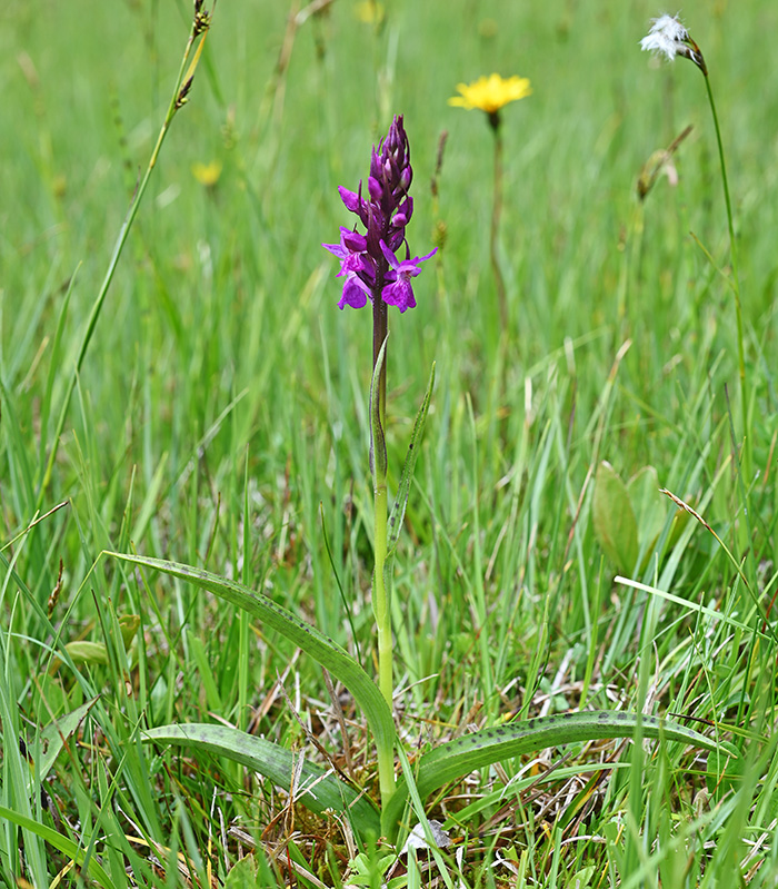 dactylorhiza lapponica 