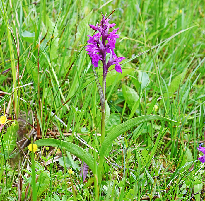 dactylorhiza lapponica 