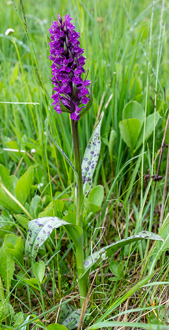 dactylorhiza majalis 1