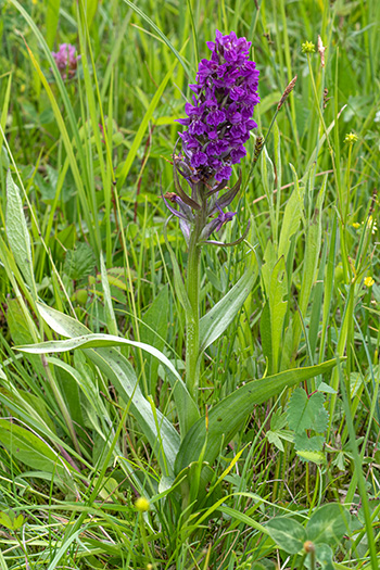 dactylorhiza majalis 2