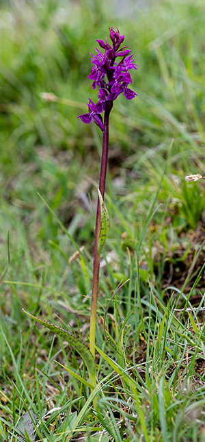 dactylorhiza traunsteineri 