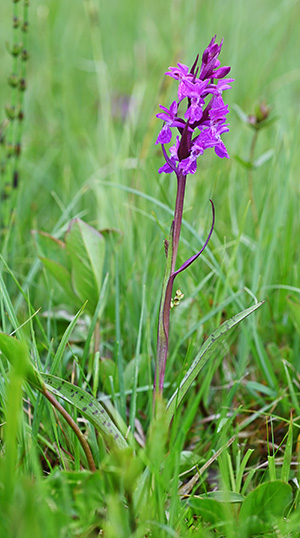 dactylorhiza traunsteineri 3