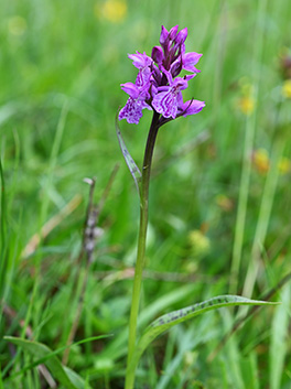 dactylorhiza traunsteineri 4