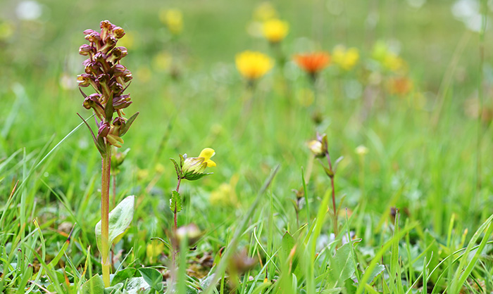 dactylorhiza viridis 