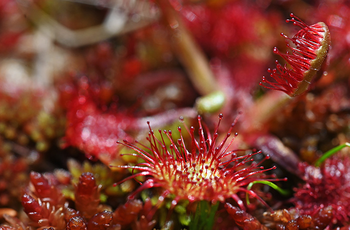 drosera rotundifolia