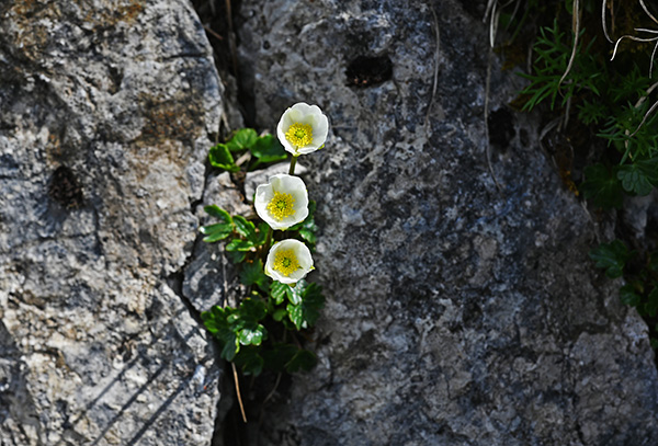 dryas octopetala