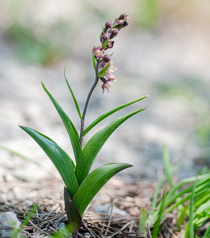 epipactis atrorubens 1