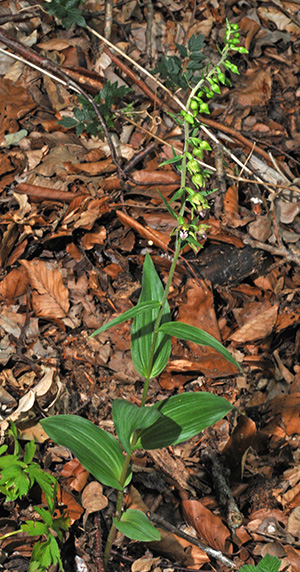 epipactis helleborine 1