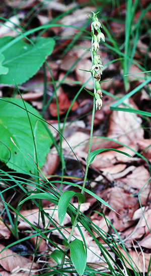 epipactis leptochila 1