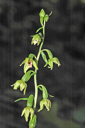 epipactis neglecta 1