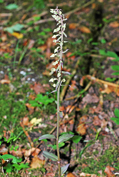 epipactis viridiflora 1