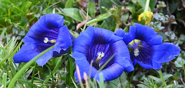 gentiana clusii