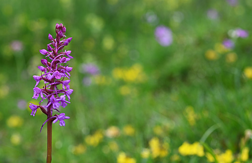 gymnadenia conopsea 1